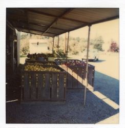 Hallberg Apple Farm roadside stand sign along Gravenstein Highway North (Highway 116), Sebastopol, California, 1979