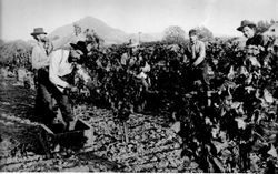 W. W. Monroe orchard and vineyard with grape pickers at work, 1911