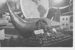 Circa 1915 Gravenstein Apple Show exhibit of "the corniest of apples" by W. J. McGowen