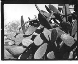 Large growth of spineless cactus growing in an unidentified location