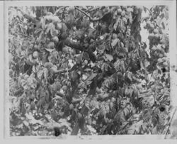 Tree branches of plums