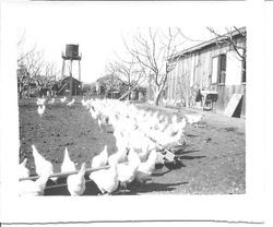 Chickens at the Harry Rosebrook ranch in Sebastopol, winter 1928