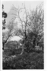 Plum tree in bloom at Gold Ridge Experiment Farm, identified as O-5 Sugar Latest (Late Green Gage -from South), March 19, 1929