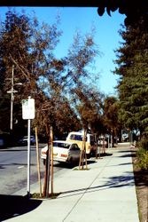 High Street adjacent to the Sebastopol Library, Sebastopol, January 1980