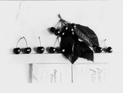 Identification of Luther Burbank cherry hybrid from the Gold Ridge Experiment Farm--single cherries (T-1, west limb) in a row with a cluster and leaves above, about 1927