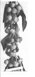 Identification of Luther Burbank cherry hybrid--branch of cherries (Burbank Cherry, I-13), ripe June 27, 1931