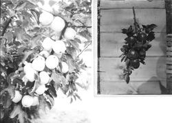 Unidentified Burbank Experiment Farm apples and an apple display layed out in a barn on two tables