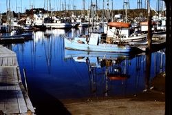 Bodega Bay Harbor with boats, 1976