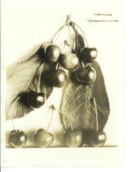 Identification of Luther Burbank cherry hybrid from the Gold Ridge Experiment Farm--cherry cluster with single cherries (I-33 probably same as 1909 Fine)