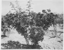 Sebastopol roses--large bush identified on back as "Seb Rose A-1 # 2 & 3,", about 1930