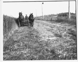 Farmer and team of horses possibly harvesting a crop