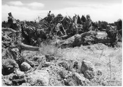 Ripping up the Hallberg Gravenstein apple orchard off Peachland and 116 in Graton in 1999