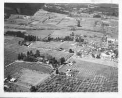 Aerial photo of the Hallberg Graton home on Oak Grove Avenue in the center of the photo with trees and surrounded by apple orchards, 1950