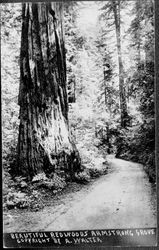 Armstrong Woods Grove, about 1930