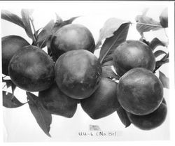 Plums "U.U.-6" on a branch, August 1929
