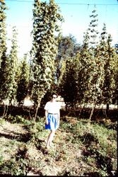 Unidentified woman in orchard in Sonoma County, California