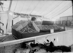 1915 Gravenstein Apple Show Gold Ridge display