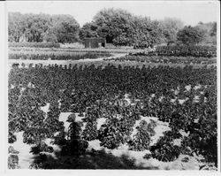 Field of amaranthus plants at Ignacio, California, 1931