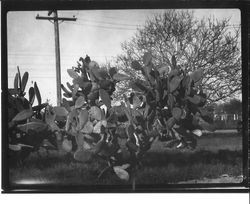 Large growth of spineless cactus in unidentified location