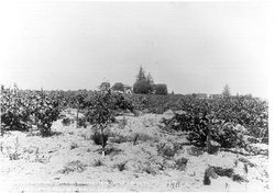 Vineyard and young Gravenstein apple orchard of W. W. Monroe, near Sebastopol in 1911