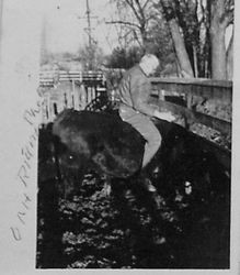 Oscar A Hallberg riding a bull