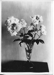 Unnamed Burbank rose in a vase, identified only as 'AA-6,' circa 1928