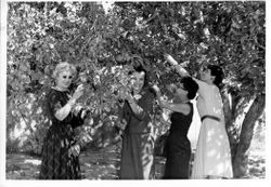 Four women--representatives of business and schools interested in the apple business--in the Hallberg orchards, 1960s