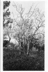 Plum tree N-4,5,6 Purple Prune in bloom at Gold Ridge Experiment Farm, March 19, 1929