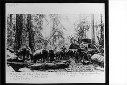 Charles E. Fuller logging operation 1890, Occidental