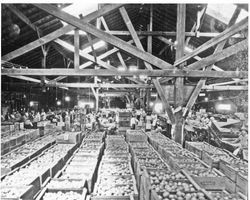 Interior of an apple processing plant in Sebastopol
