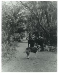 Carriage with horses and dog named Bernard on lane believed to be Jasper O'Farrell ranch, 1880s or 1890s