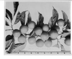 Plums on a branch with a ruler at bottom and caption, "Cranberry Plum MM 66 (entire tree)," 1928
