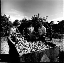 Darrel Hurst at the Twin Hill apple ranch in Sebastopol picking apples, 1978