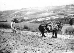 Uncle Sammy Thomas with Scott Roberts team plowing a field off Gold Ridge Road in the Spring Hill Area early in the 1900s