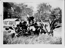 Large growth of spineless cactus, possibly at the home of A.J. Bloom, Petaluma, California, April 21, 1931