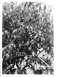 Plums--Branches of Cranberry Plums R50, 10-6-1930