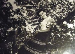 Unidentified young woman holding a "Apple Blossoms Festival" sign and seated on a limb of an apple tree in blossom, 1950s