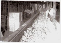 Chuck full of dried apples at the Frei dryer, about 1909