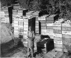 Apple picker Gene Wilson at the Oscar Hallberg ranch stands in front of wooden boxes filled with apples