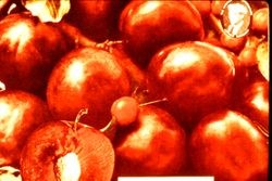 Luther Burbank plums inset with oval photo of Burbank