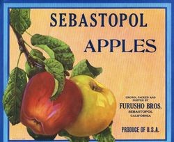 Apple box label of "Sebastopol Apples" from the Furusho Brothers of Sebastopol