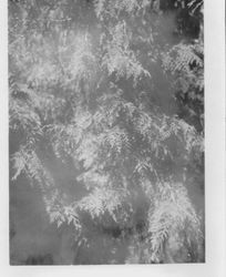 Deodora tree--close-up