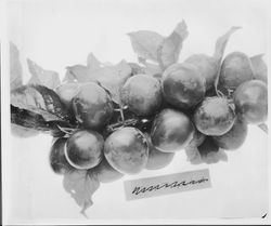Plums OO-7 "Purple Leaf" on a branch, July 2, 1929