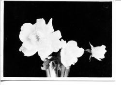 Unidentified Burbank rose pictured in a vase, about 1928