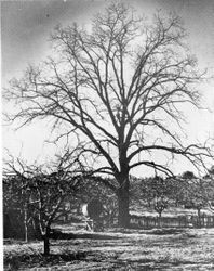 Giant Royal Hybrid walnut tree planted by Luther Burbank at his Gold Ridge Experiment Farm, 1949