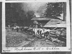 Oxen team pulling redwood logs outside the Markham Mill, Markham, California, 1874