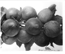 Plums K-22 "Elephant Heart" on a branch, August, 1929