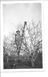 Man on an orchard ladder pruning cherry trees on the farm of William and Leona Rosebrook in Sebastopol, about 1920