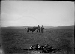 Two men with an ox in a field near Valley Ford, California
