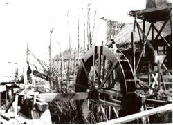 Swain's water wheel (Calder water wheel), on Calder Creek, Sebastopol in 1901